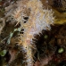 pipefish_ghost_ornate_tr_si_v_0061_kom0413.jpg
